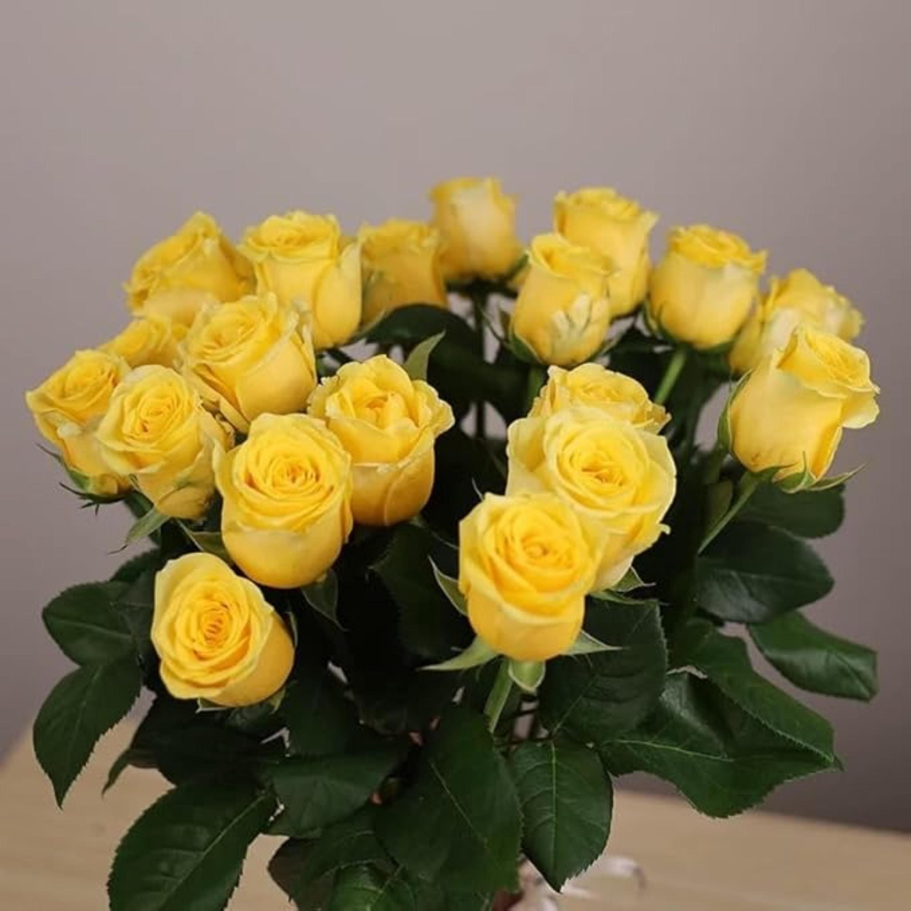 Yellow Rose Seeds – Friendship Symbol Perennial Rosa Bush