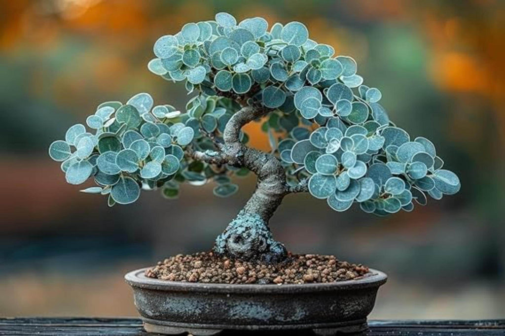 Silver Dollar Eucalyptus Bonsai Tree Seeds for Growing