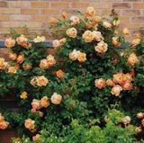 Orange Climbing Rose Seeds | Rare Heirloom Garden Plant