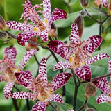 Tricyrtis Flower Seeds | Mixed Color Toad Lily Perennial