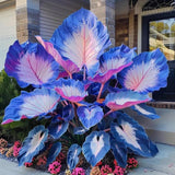 Rare Caladium Flower Seeds | Non-GMO Heirloom Garden Plant | Tropical Indoor & Outdoor Plant