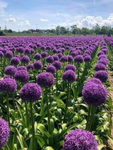 Giant Allium Globemaster Seeds – Purple Blue Flower