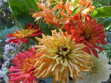 Cactus Flowered Zinnia Mix Heirloom Giant Non-GMO Seeds