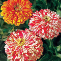 Candy Cane Mix Zinnia Seeds – Non-GMO Heirloom Flowers