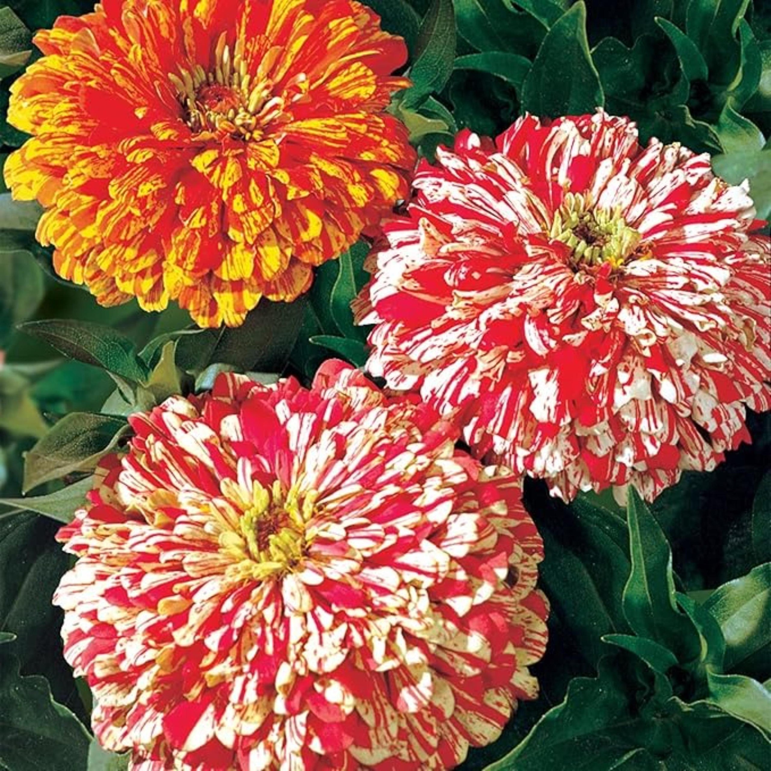 Candy Cane Mix Zinnia Seeds – Non-GMO Heirloom Flowers