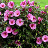 Mixed Giant Hibiscus Seeds – Perennial Garden Flowers