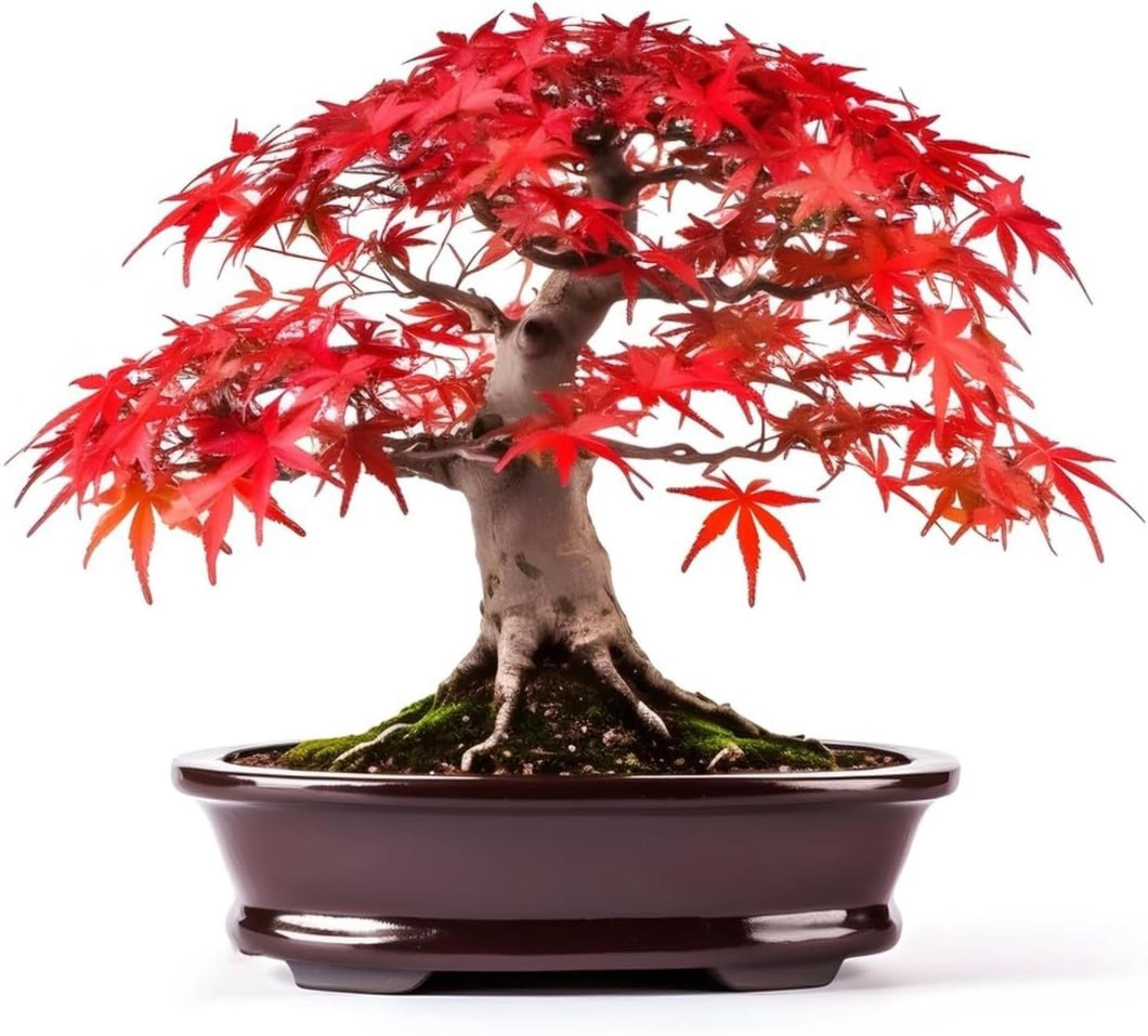 Japanese Red Maple Seeds – Bonsai Tree Seed Pack