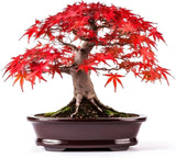 Japanese Red Maple Seeds – Bonsai Tree Seed Pack