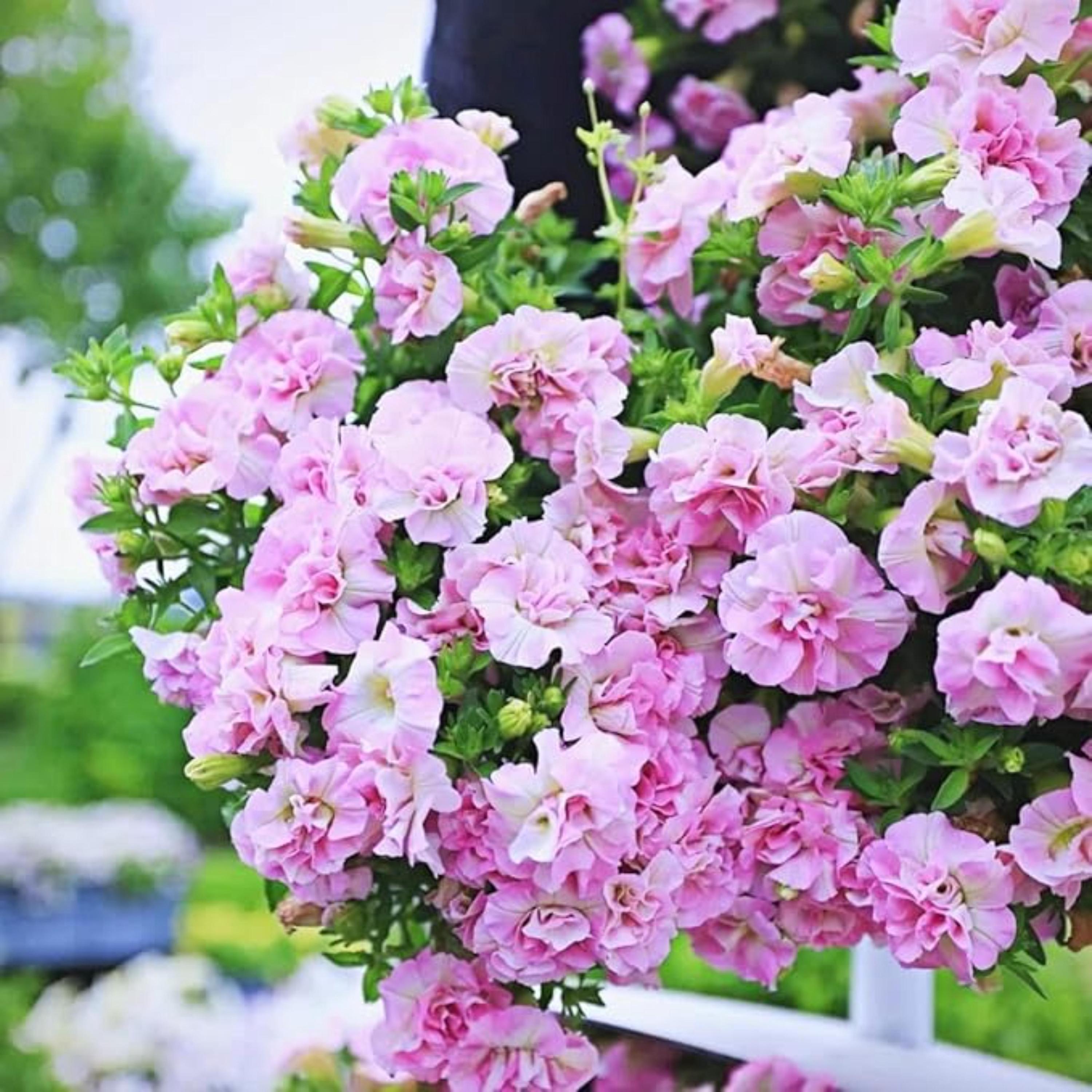 Double Petal Trumpet Flower Seeds | Climbing Vine for Garden & Balcony