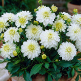 Opera White Dahlia Seeds – Annual Cut Flower for Containers & Gardens