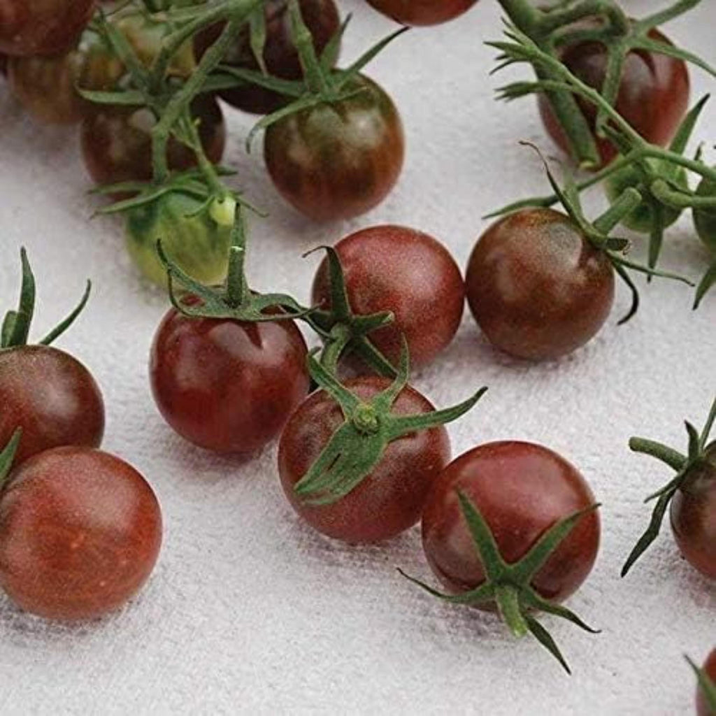 Black Opal Cherry Tomato Seeds – Heirloom Variety