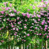 Climbing Pink Rose Seeds – Rare Heirloom Rosa Flower