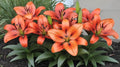 Asiatic Orange Lily Bulbs for Planting – Vibrant Garden Flowers