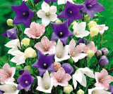 Balloon Flower Mix Seeds – Platycodon Perennial Garden Flowers