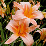 Hall Pink Daylily Bulbs Peach Pink Hardy Perennial