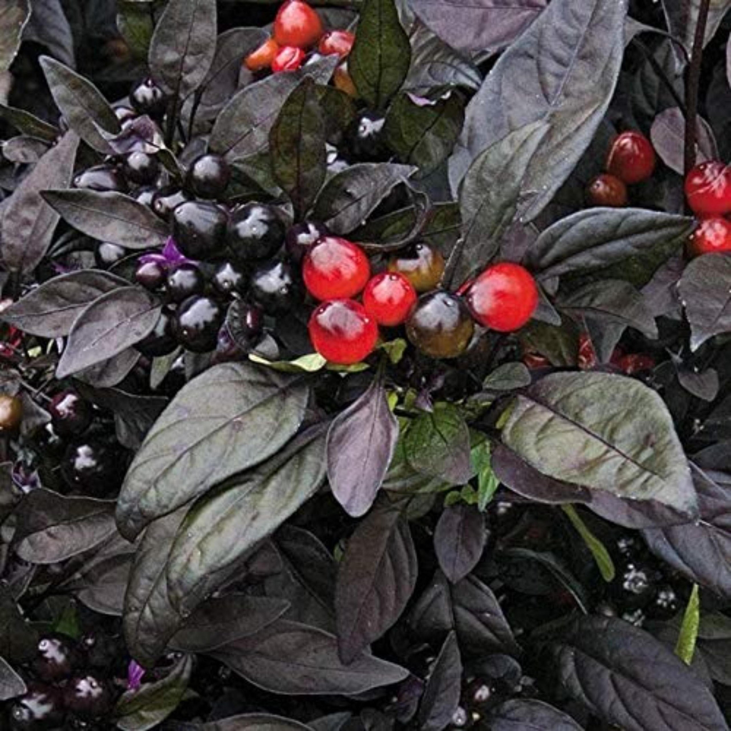 Black Pearl Pepper Seeds – Ornamental & Edible Garden Plant
