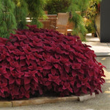 Wizard Velvet Red Coleus Seeds – Easy Grow Shade Annual Plant