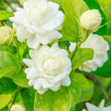 Grand Duke of Tuscany Jasmine Live Plant – Fragrant Arabian Jasmine Indoor
