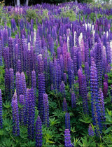 Perennial Lupine Flower Seeds | Lupinus Perennis by Seeds2Go