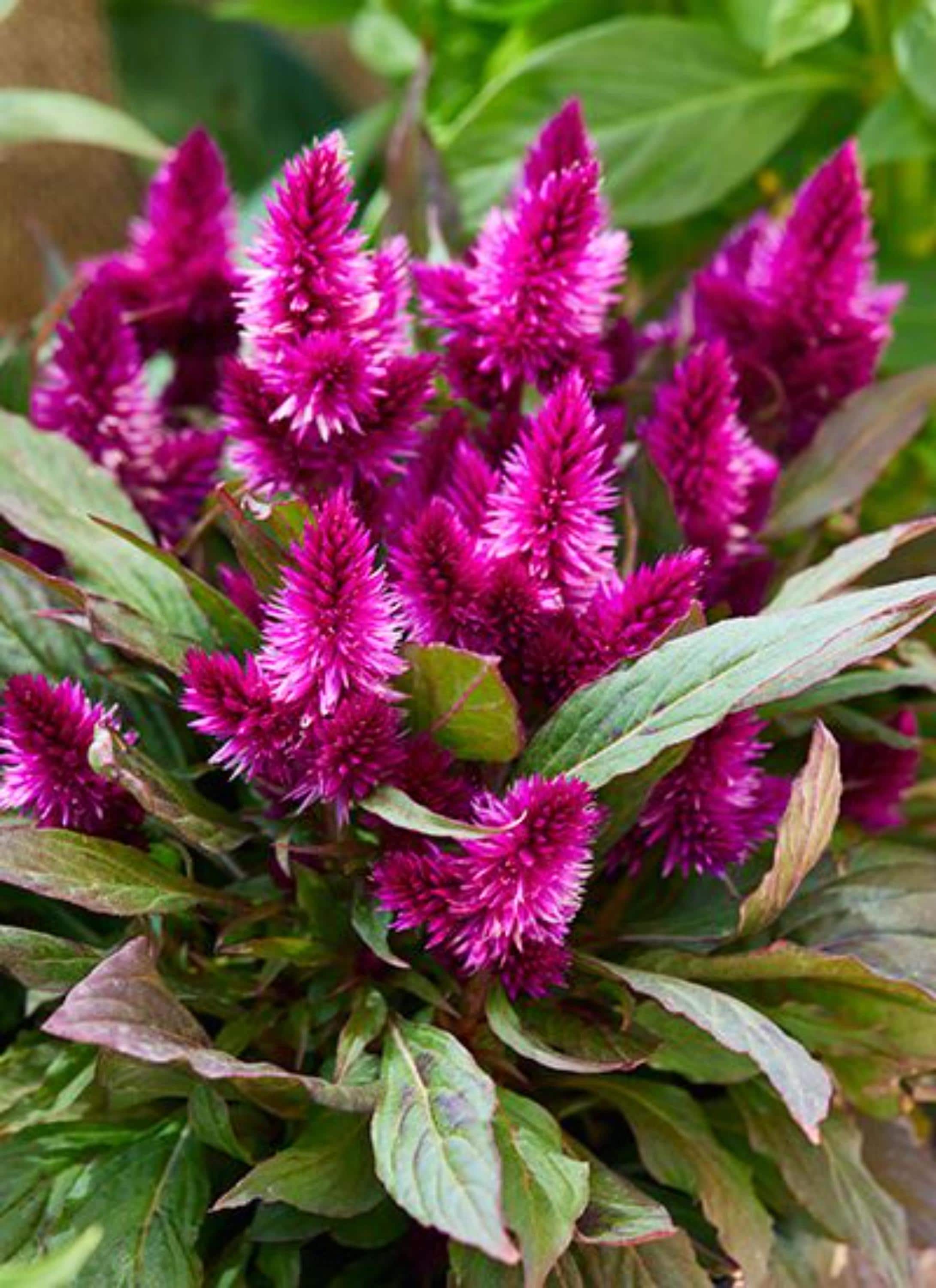 Pink Celosia Spicata Seeds – Flamingo Flower