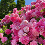 Climbing Pink Rose Seeds – Rare Heirloom Rosa Flower