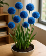 Blue Allium Bulbs | Indoor Forcing Flower Bulbs | Pre-Chilled Winter Blooms