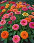 Burpee Cut & Come Again Zinnia Seeds – Non-GMO Flower