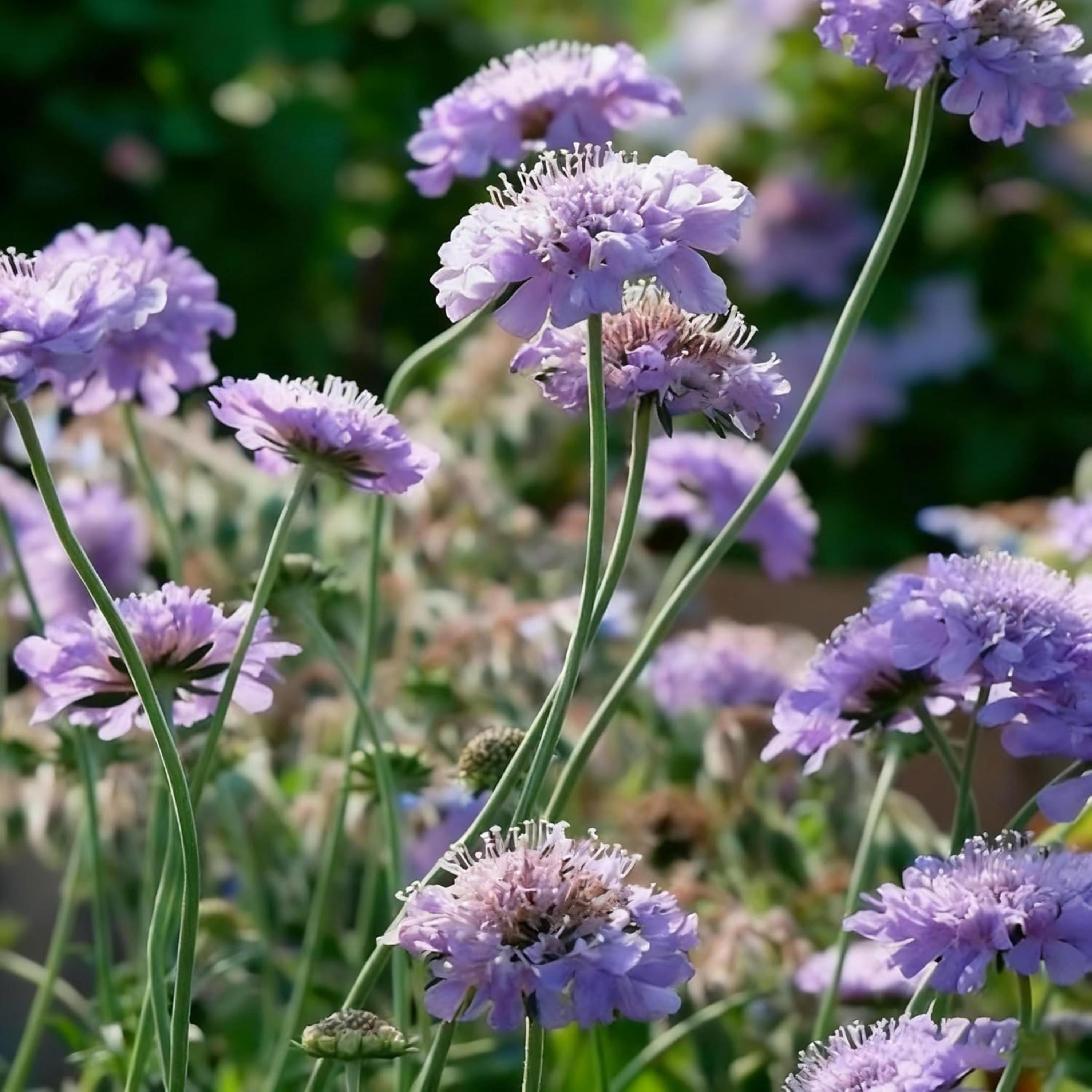 Scabiosa Flower Seeds Mixed Colors | Heirloom Pincushion Perennial