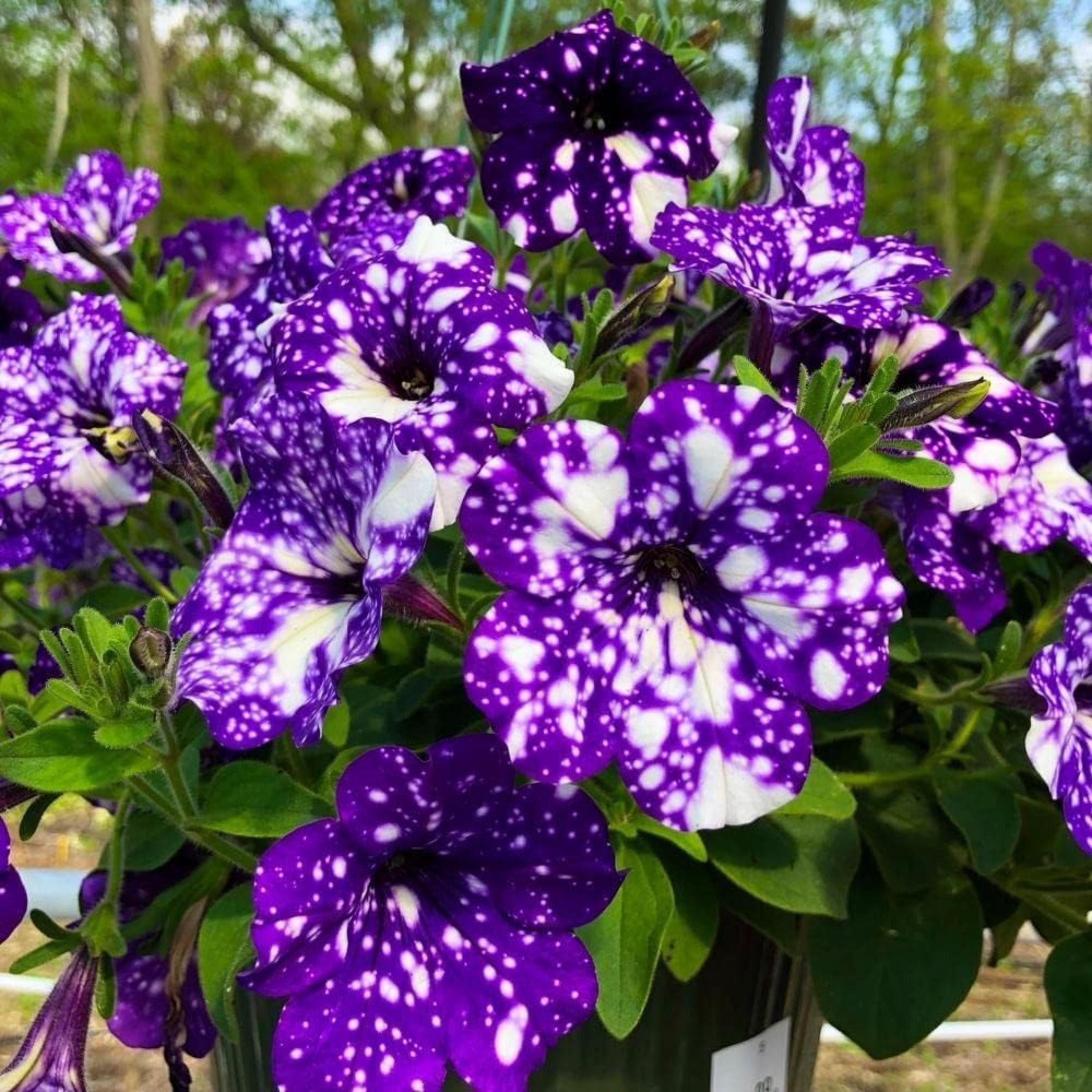 Rare Night Sky Petunia Seeds – Dwarf Wave Petunia Flower Non-GMO Heirloom