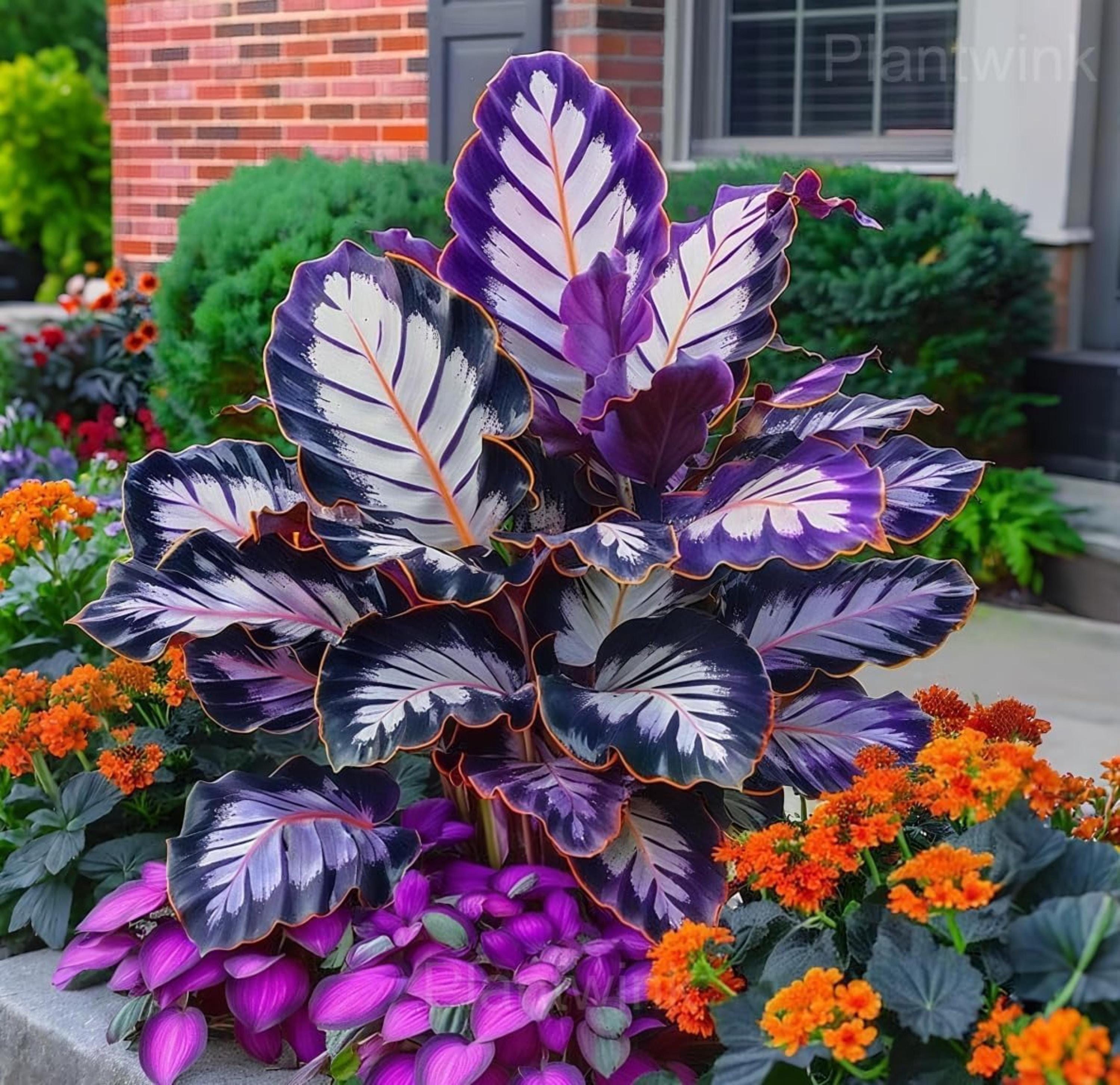 Rare Caladium Flower Seeds | Non-GMO Heirloom Garden Plant | Tropical Indoor & Outdoor Plant