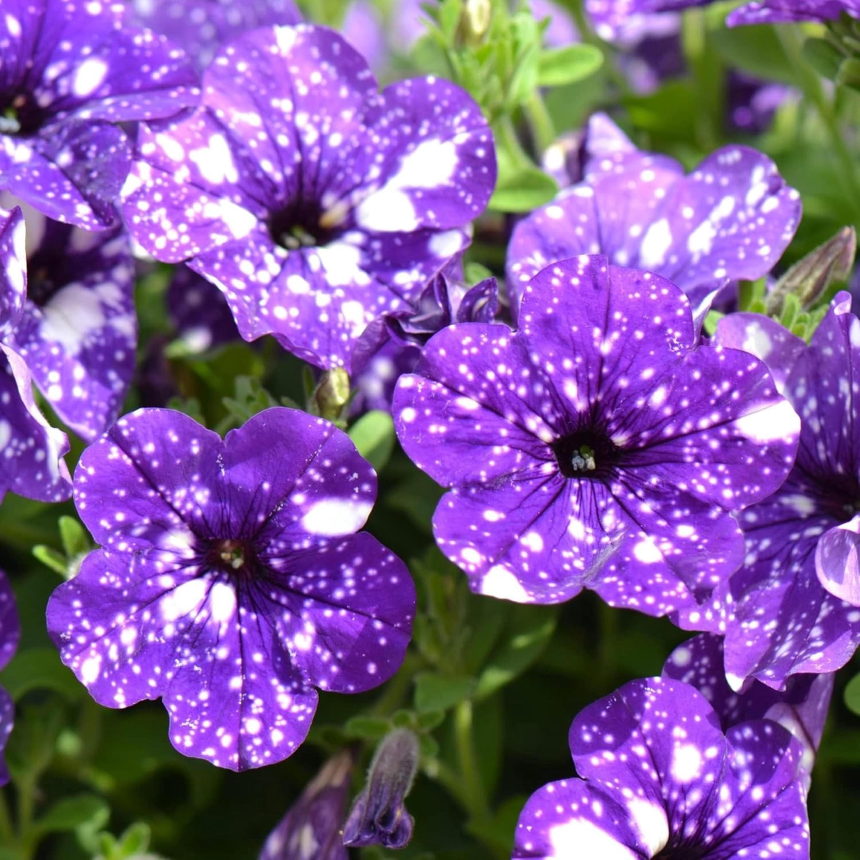 Rare Night Sky Petunia Seeds – Dwarf Wave Petunia Flower Non-GMO Heirloom