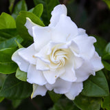Frostproof Cape Jasmine Live Plant – Fragrant Arabian Jasmine Indoor