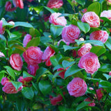 Pink Camellia Japonica Live Plant – Flowering Shrub Bush
