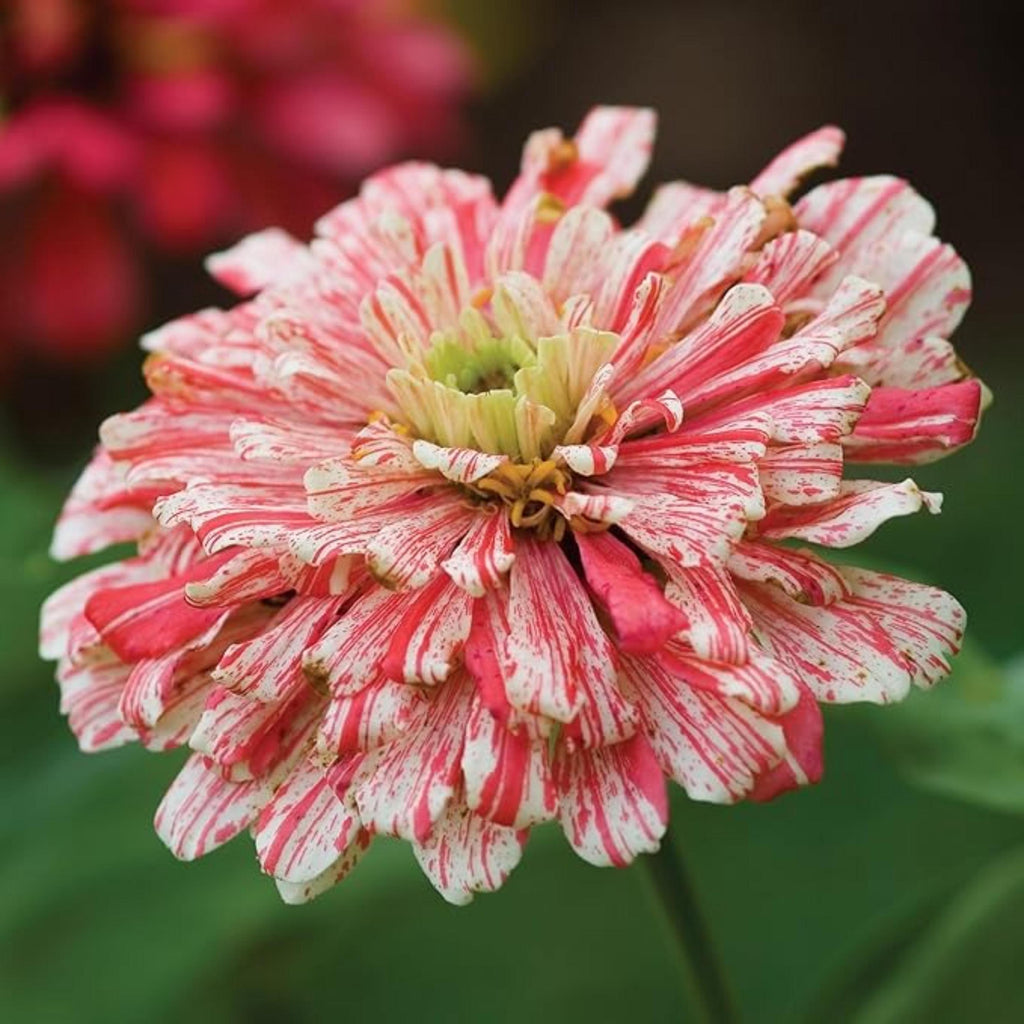 Candy Cane Mix Zinnia Seeds – Non-GMO Heirloom Flowers