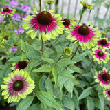 Twister Coneflower Seeds – Perennial Heirloom Garden Flowers