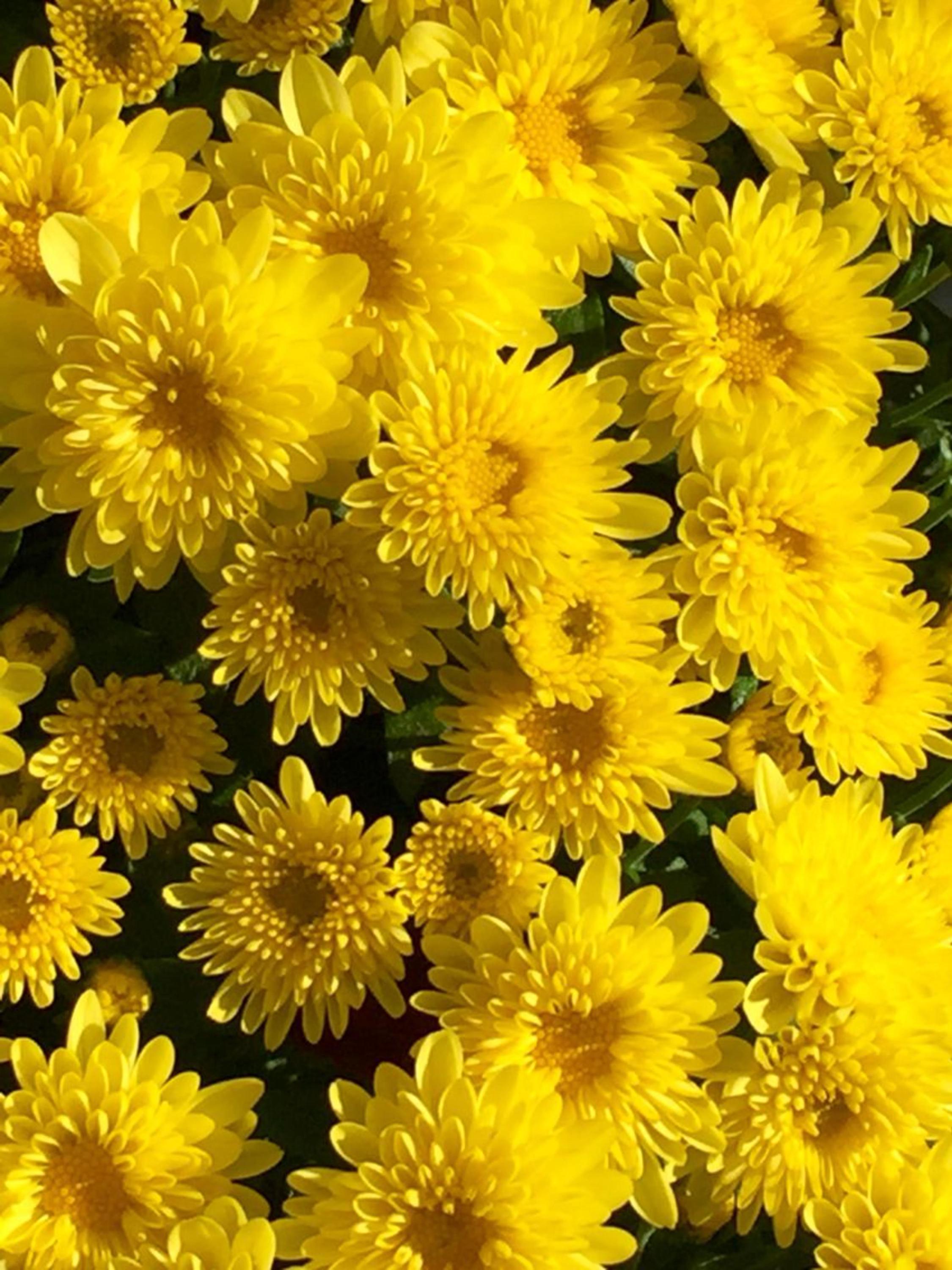 Yellow Isabellina Zinnia Seeds Heirloom Annual Cut Flowers