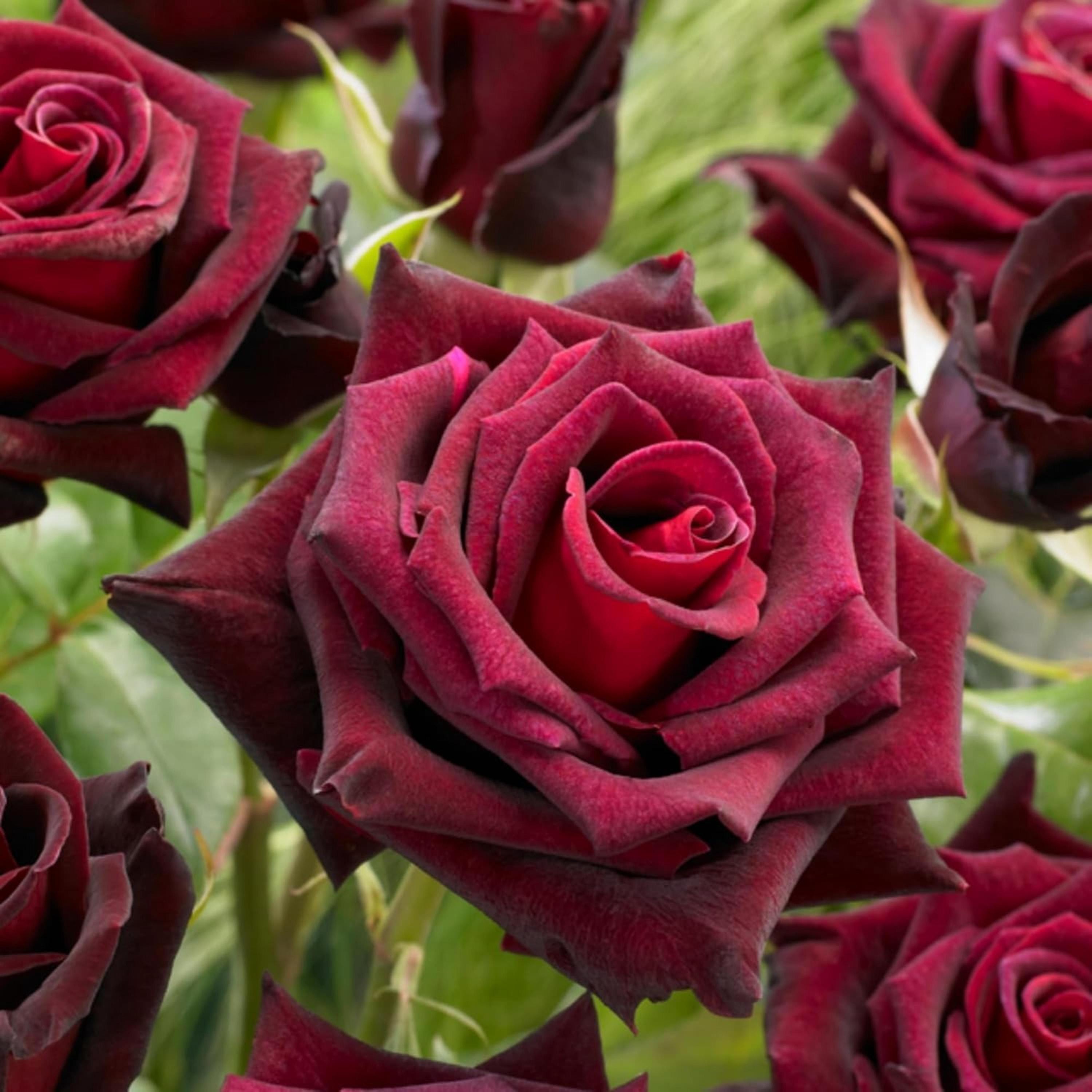 Rare Heirloom Rose Seeds for Planting – Long Blooming Bush Vine