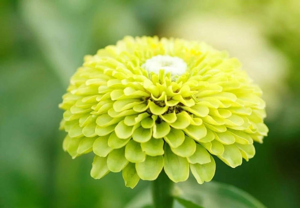 Zinnia Envy Green Seeds – Rare Chartreuse Flowers, Non-GMO, Butterfly Friendly