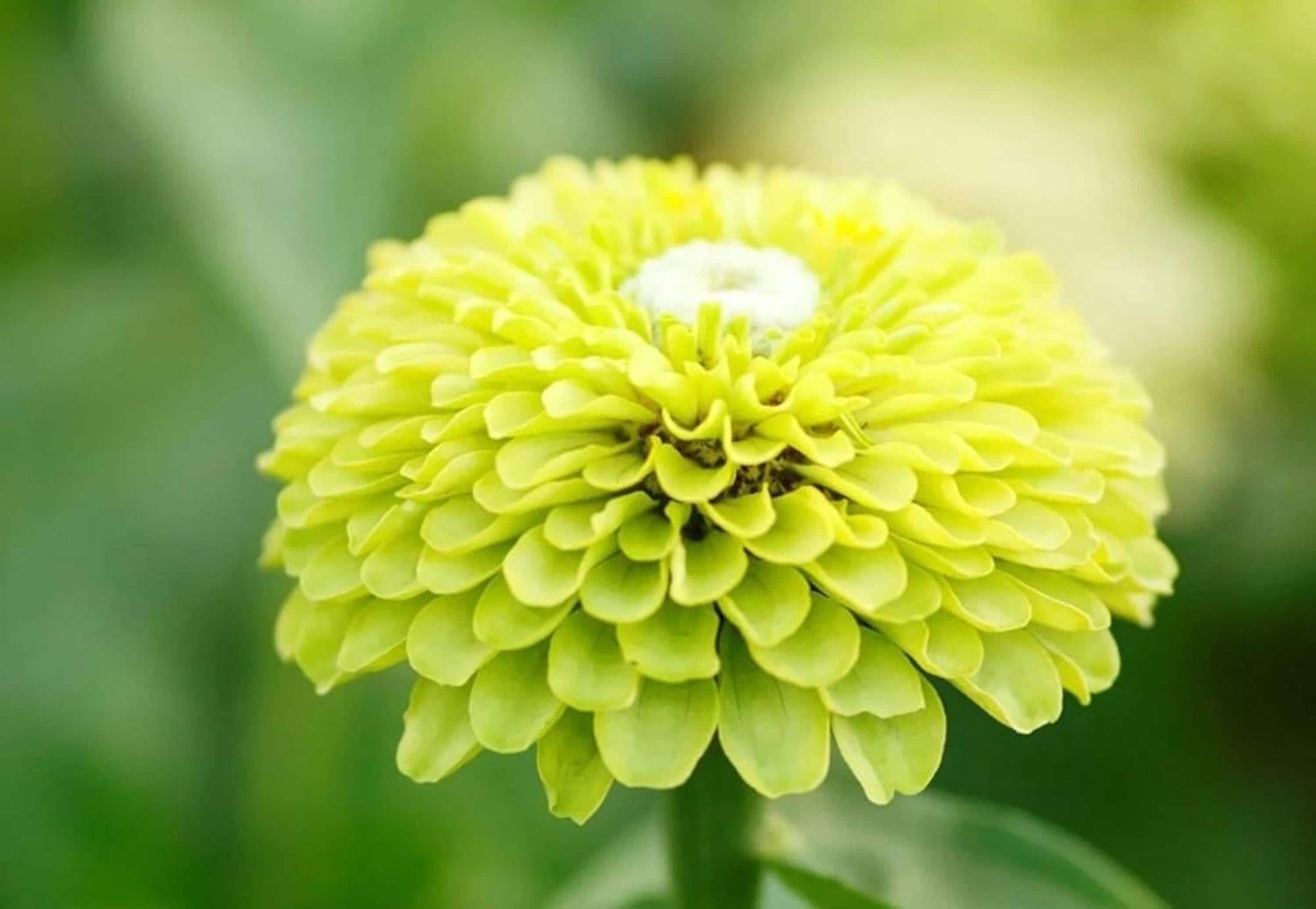 Zinnia Envy Green Seeds – Rare Chartreuse Flowers, Non-GMO, Butterfly Friendly
