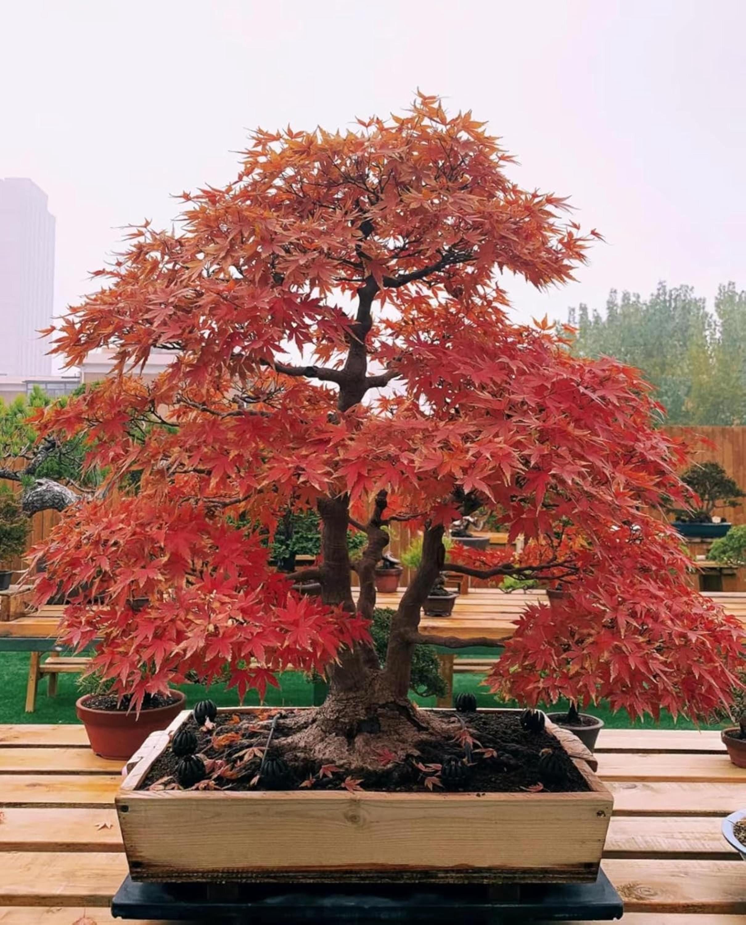 Japanese Red Maple Seeds – Bonsai Tree Seed Pack
