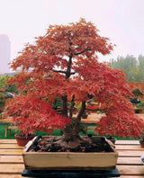 Japanese Red Maple Seeds – Bonsai Tree Seed Pack