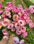 Pink Ranunculus Mix Bulbs for Cutting Flowers – Full Sun to Partial Shade