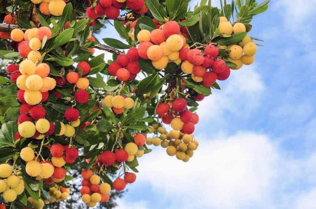 Strawberry Tree Seeds – Arbutus Unedo – Non-GMO