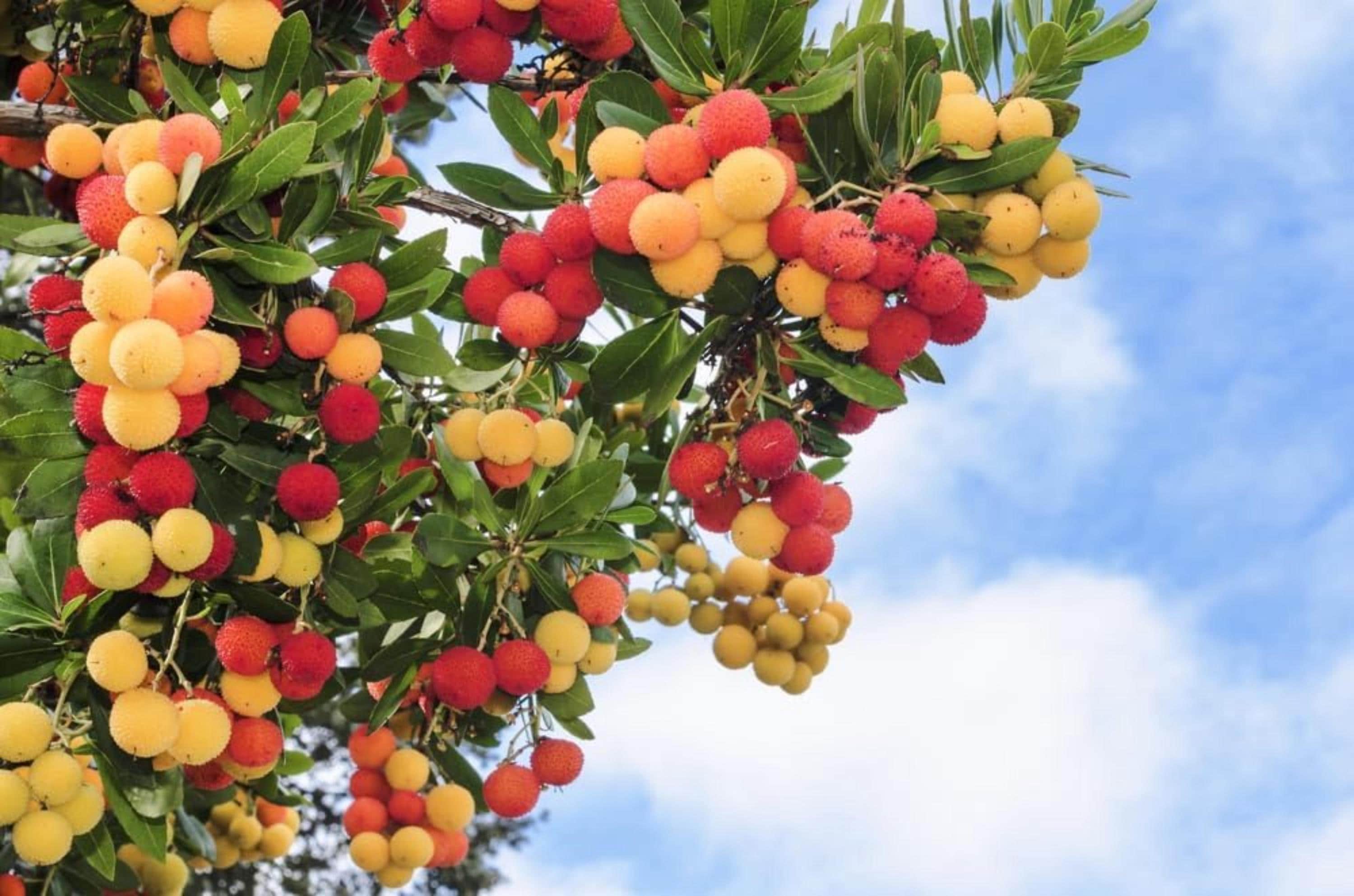 Strawberry Tree Seeds – Arbutus Unedo – Non-GMO