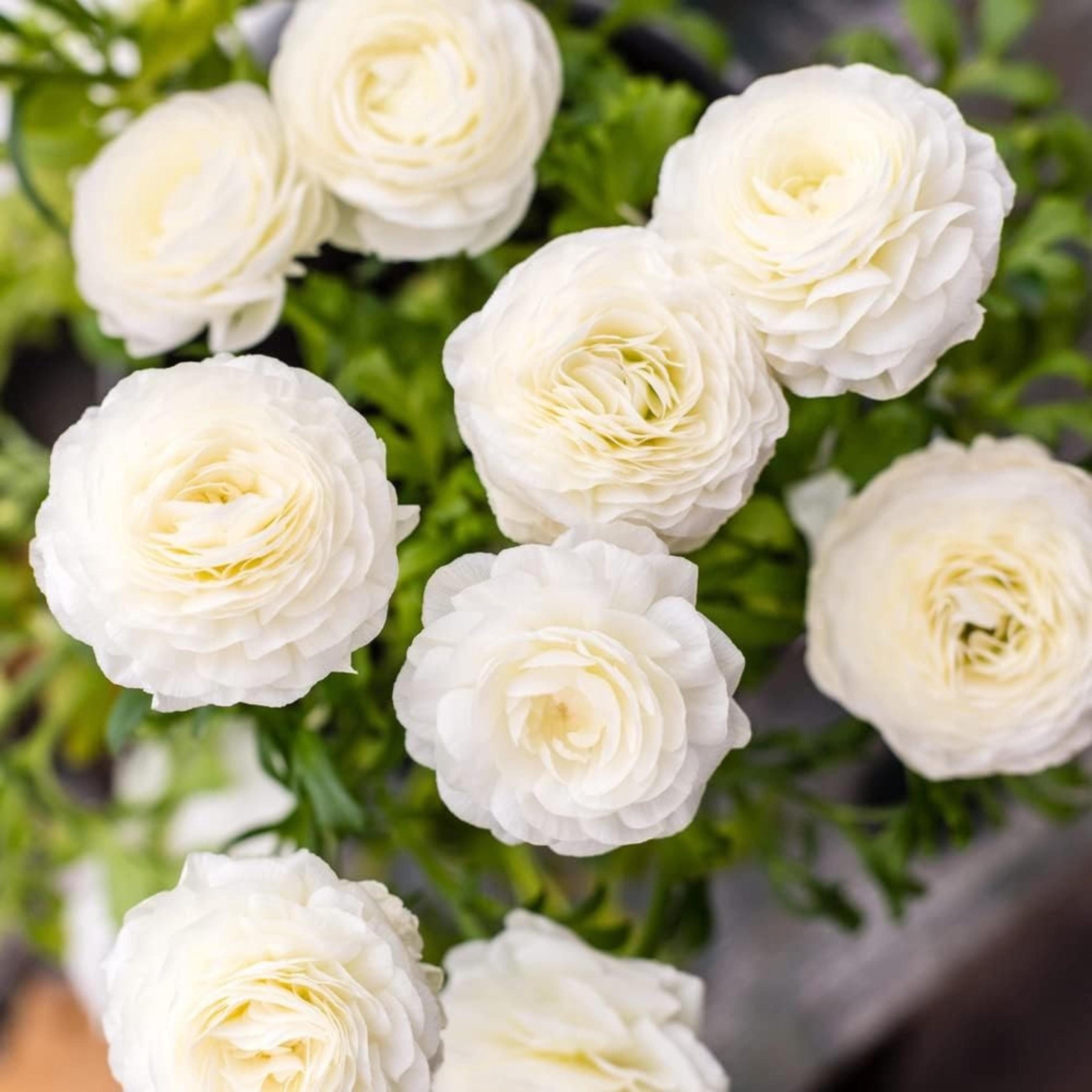 Ranunculus Bulbs White Buttercup Flowers for Gardens, Containers & Flowerbeds