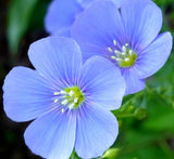 Blue Flax Flower Seeds Perennial Wildflower Ornamental Garden Blooms