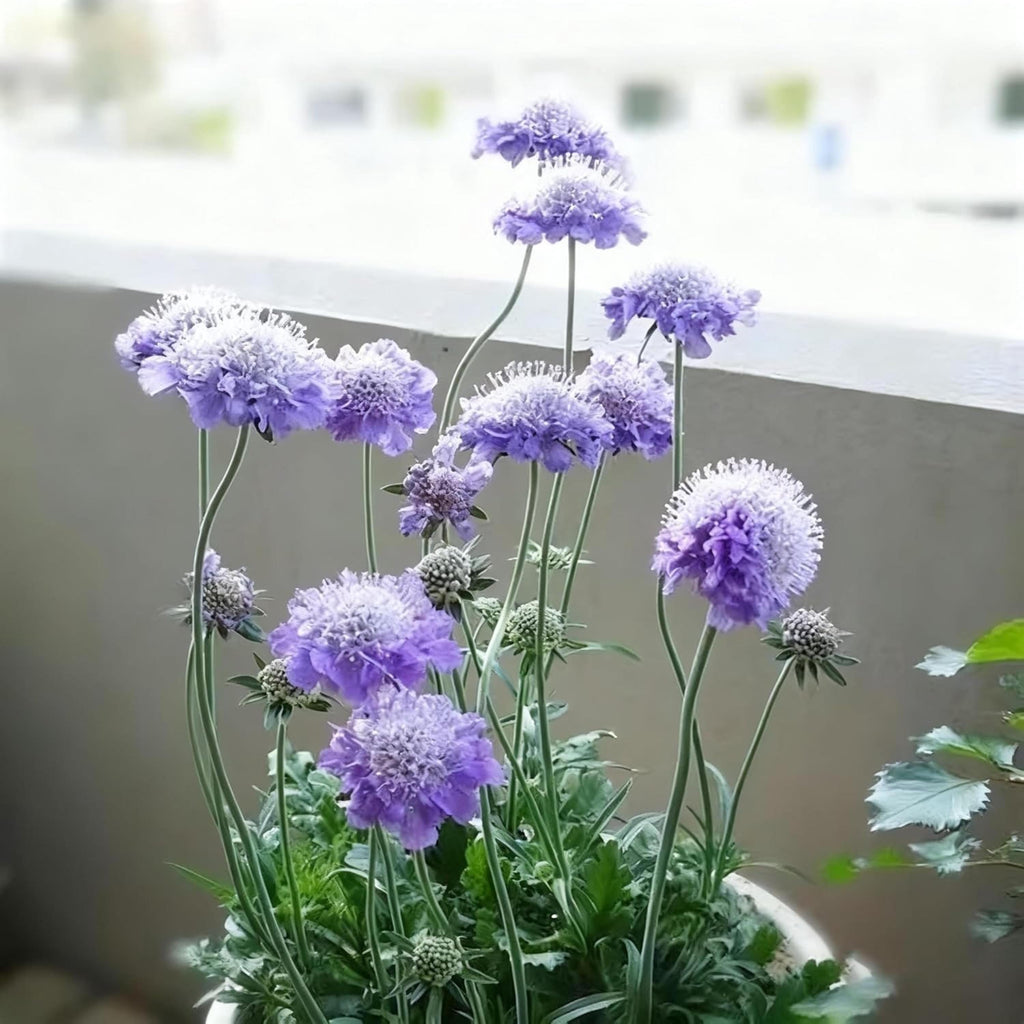 Scabiosa Flower Seeds Mixed Colors | Heirloom Pincushion Perennial
