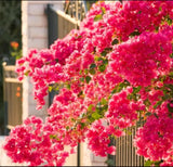 Trailing Bougainvillea Live Plant for Hanging Baskets & Containers