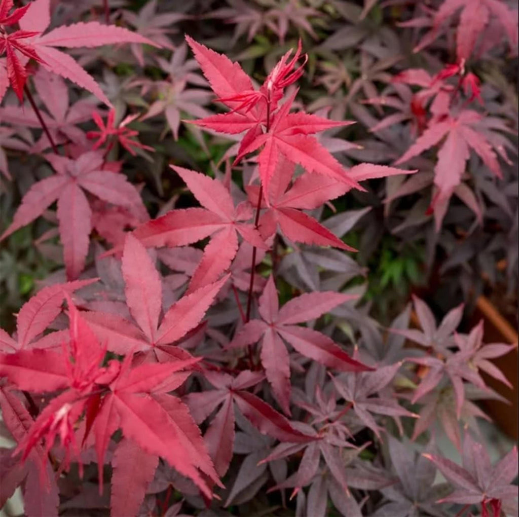 Red Japanese Maple Tree Seeds – Acer Palmatum Beauty
