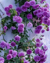 Purple Climbing Rose Seeds, Rare Heirloom, Non-GMO